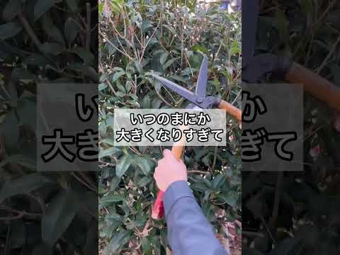 中国のジュニパーのプライバシー スクリーンに使用される、すぐに成長する常緑樹は何ですか?