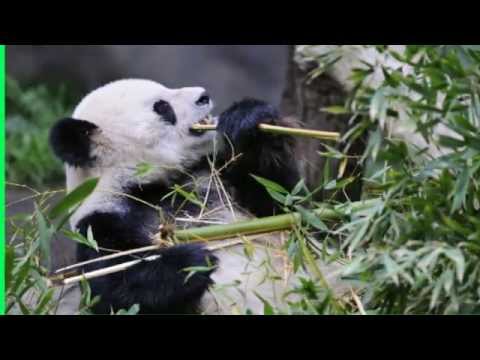 image-Why do pandas live in China?