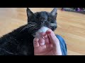 Tuxedo Cat Comfy Chin Scratch
