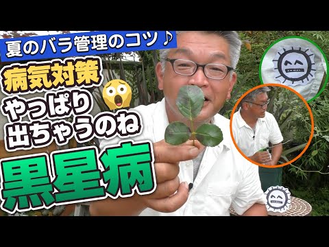 黒斑点バラ病を治療および予防することはできますか?  庭園