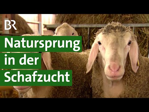 , title : 'Zucht bei Schafen: Fitte und gesunde Lämmer mit Natursprung und Vaterschaftstest | Unser Land | BR'