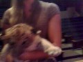 Jibbs Holds a Baby Liger