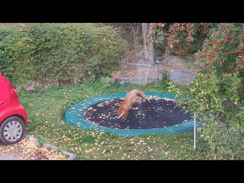 Fuchs auf dem Trampolin