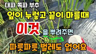 쪽파/대파/부추 잎이 노랗고 끝이 마를때 이것을 뿌려주면 벌레 없이 파릇파릇 잘 자랍니다 파벌레퇴치방법3가지…