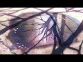 5 Centimeters Per Second Amv - Just A Dream ...