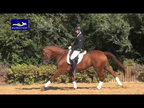 Daylight - Stute - 2010 geboren (Desperados x Wolkentanz)