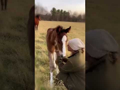 A Foal’s Love for His Human Mom