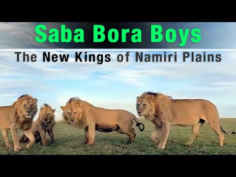 Meet The Ruthless SABA BORA BOYS of 7 Males Coalition | The Killers of Bob Jr. [Snyggve]