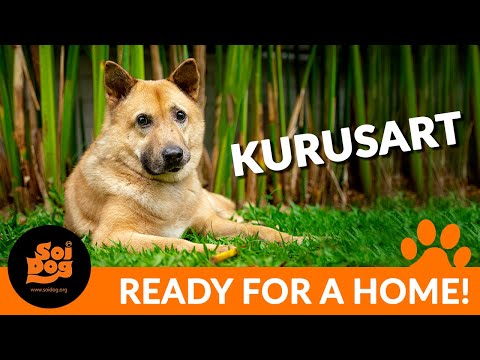 Kurusart is a teddy bear come to life