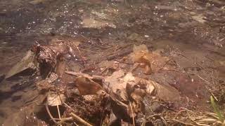 Mireille Mathieu - Pourquoi le monde est sans amour?