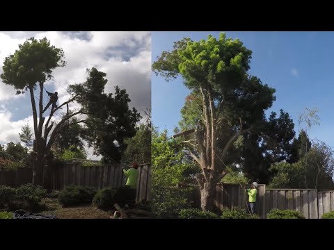 How To Cut Down A Large Tree In Sections Safely Without Damaging Surrounding