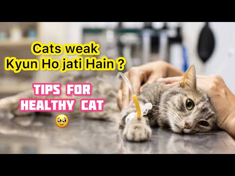 Why Does My Cat Getting Weak day by day | Causes of Cat weakness | Tips for Healthy Persian Cat