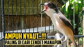 Download lagu Terbukti..BIKIN Cendet Seketika Buka Paruh Dan Ikutan Gacor Dengan Pancingan Cendet Yg Satu ini mp3