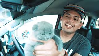 Download lagu Tip Memilih Anak Kucing | British Shorthair Blue Malaysia mp3