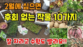 2월에 심는 추천작물10가지 지금 심어도 빨리잘자라고 수확도 빨라요 안심으면 후회합니다!!