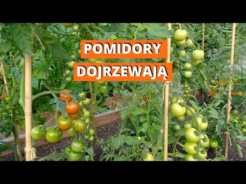 Pierwsze pomidory dojrzewają. Pomidory bez chemii. W szklarni, gruncie, donicach i workach.
