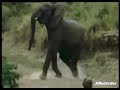 Baby Noah Elephant 1
