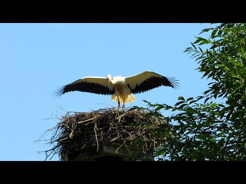 White Stork Ciconia ciconia — volania a klepanie zobákom