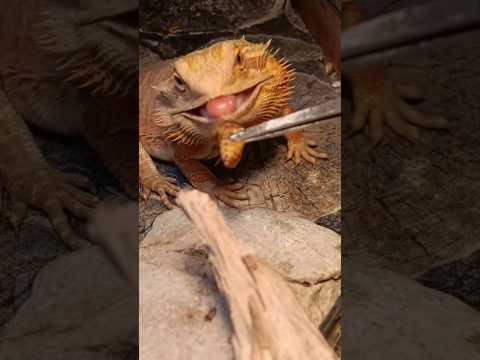 feeding bearded dragon slow motion 🐉#pets #viralvideo #foryou #reptiles #animals #fypシ