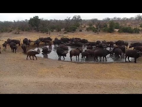 Djuma: Buffalo herd at the pan-Pt:2 - 07:58- 07/27/19