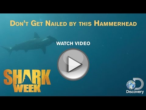Shark Week: Hammerhead Shark Spotlight
