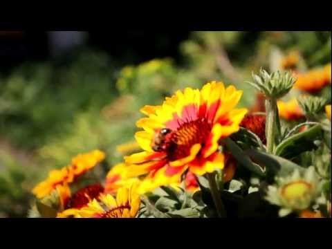 Valgrisenche - Valle d'Aosta - Vacanze Agosto 2011.mp4