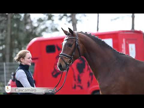 Cascamiro v. Cascadello - Quilot