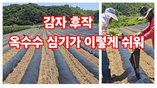 감자 후작 옥수수심기 미흑찰 미백2호 옥수수 심는방법 풀뿌리농장 [옥수수재배방법]