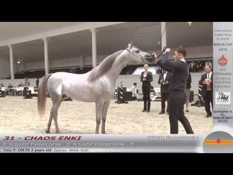 Berlin Cup Werder 2015 - Colts 2 years old (Class 7) - N.31 CHAOS ENKI