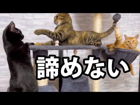 youtube-動物記事2021/12/28 23:42:51