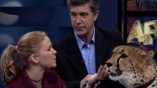 America's Funniest Home Videos - All Animal Extravaganza