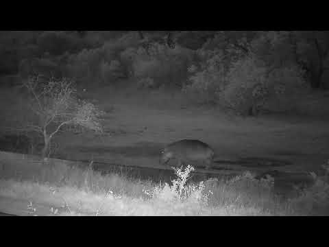 Djuma: Hippos gets out of the water to mark and graze - 18:20 - 10/04/2023