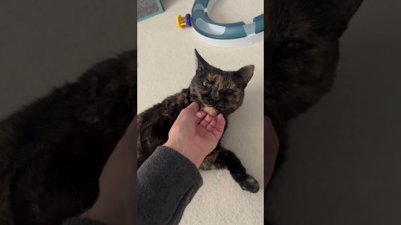 Enlarge Mamaita, a ADOPTABLE Domestic Short Hair in Sudbury, MA video 4/4