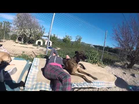 DOGumentary featuring the rescue of an abandoned galgo