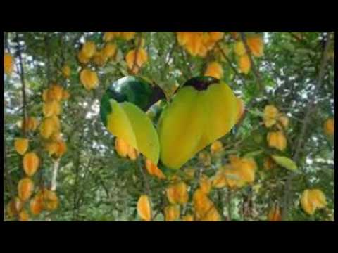 download lagu mp3 mp4 Winter Fruits In Bangladesh, download lagu Winter Fruits In Bangladesh gratis, unduh video klip Winter Fruits In Bangladesh
