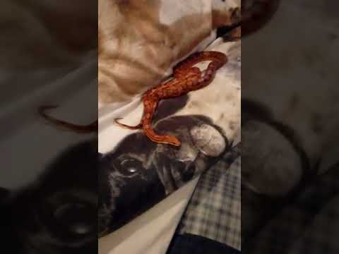 Mały nie grożny wąż u minimajka marasz