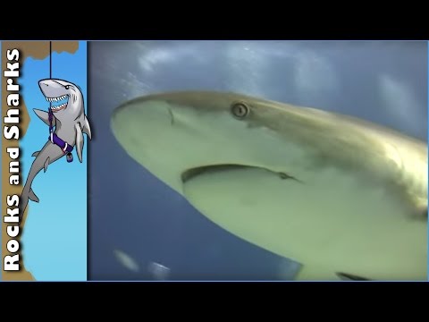 Shark Scuba Dive in Bahamas w/ over 40 Feeding Caribbean Reef Sharks - Stuart Cove's - 2012