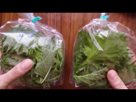 パセリを冷凍する: こうすることで、鮮度が長期間保たれます 植物