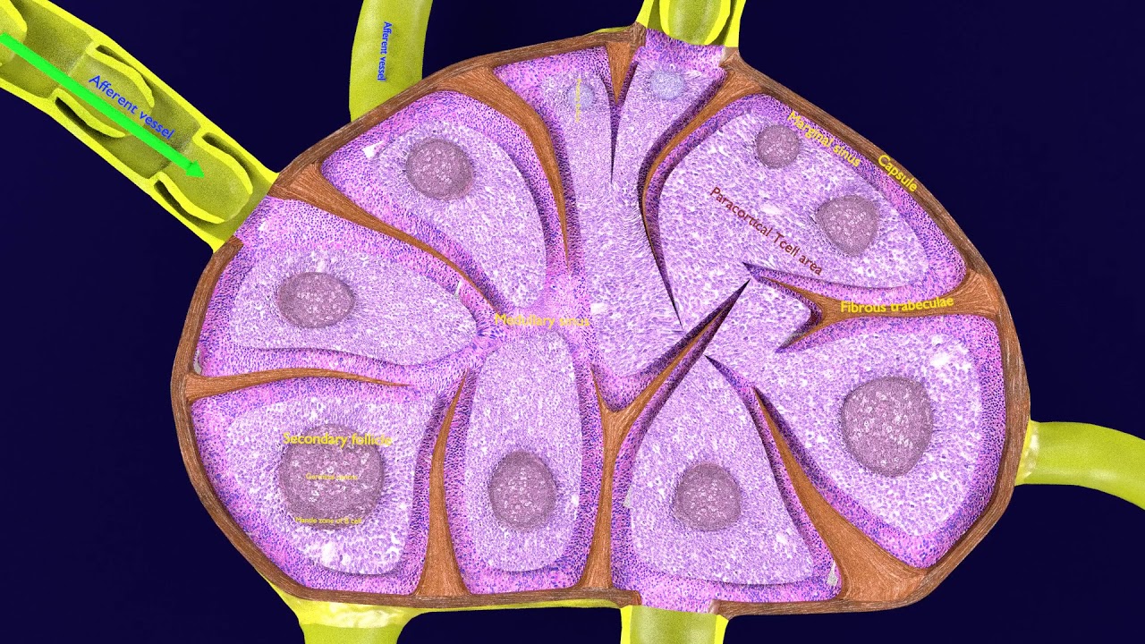 Lymph node Lymphatic system 3D 3D Model