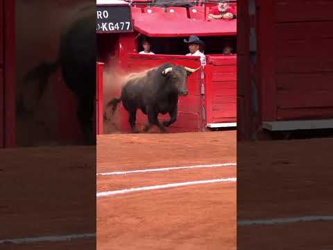 🐃✨ A majestade do Touro em câmara lenta! A saída à arena como nunca a viste 🎞️🔥