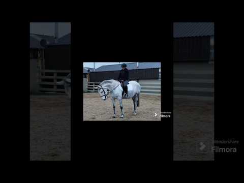 16.2hh draught x horse - Image 2