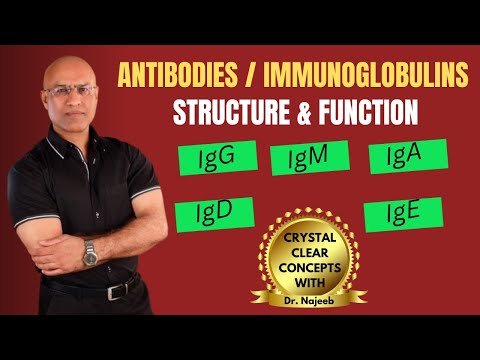 Antibodies | Immunoglobulins | IgG| IgM | IgA | IgD | IgE | Immunology