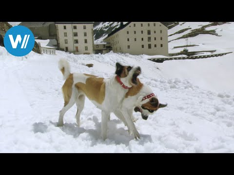 St. Bernhard - Von Menschen und Hunden (360° - GEO Reportage)