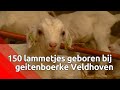 Al 150 lammetjes geboren bij 't Geitenboerke in Veldhoven - Brabants Buske