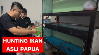 HUNTING IKAN PAPUA !!! AUTO BORONG 1 AQAUARIUM UNTUK TAMBAH KOLEKSI DI GALERI