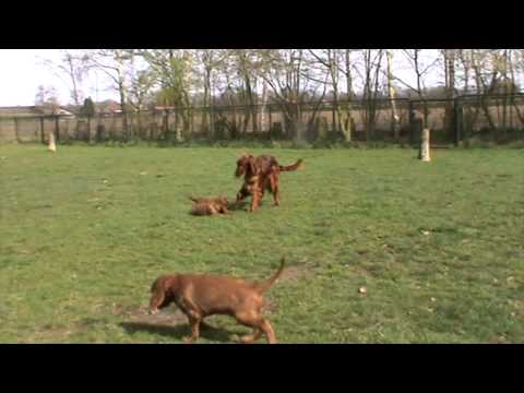 Fawlty & Jones J-nest week 7-1.mpg