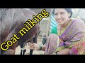 Goat Milking