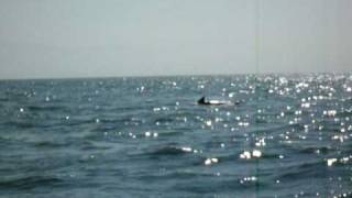 preview picture of video 'Jumping Dolphins in Puerto Vallarta'