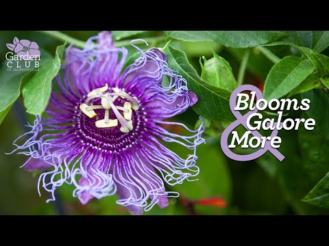 2024 Blooms Galore & More Garden Club Academy - Marilyn Young