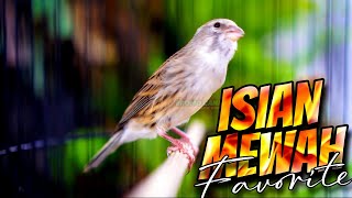 Download lagu ISIAN MEWAH FAVORITE - MASTERAN KENARI ISIAN BLACKTHROAT GACOR SUARA JERNIH JEDA MUDAH MASUK mp3